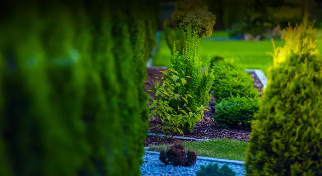 Allée de jardin bordée de conifères et de massifs paillés