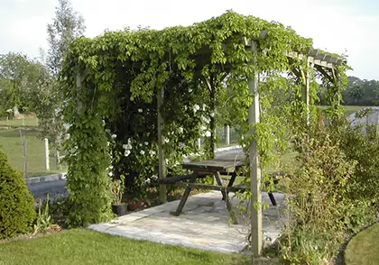 Pergola en bois avec plantes grimpantes et coin repas